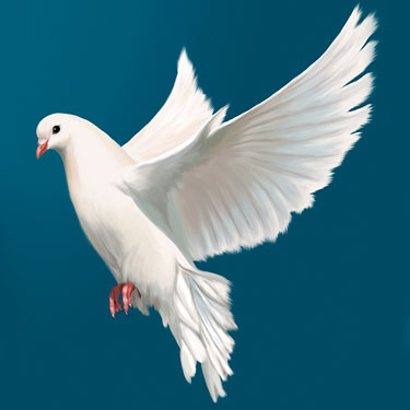 Описание: Описание: Картинки по запросу голубь